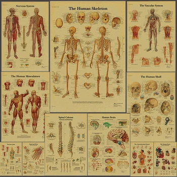 Üç Satın Almak Dört Anatomi ve Fizyoloji Posteri Vücut Yapısı Baskılar Vintage Odası Tıbbi Dekor İskelet Sanat duvar tablosu